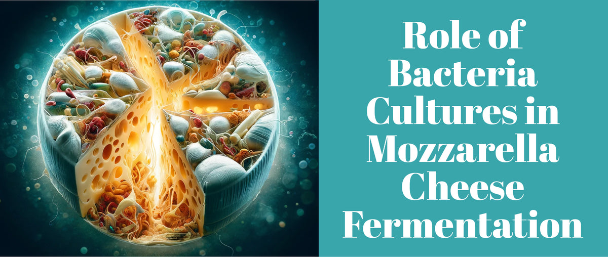 Role of Bacteria Cultures in Mozzarella Cheese Fermentation