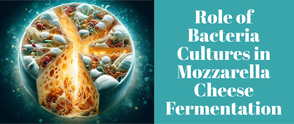 Role of Bacteria Cultures in Mozzarella Cheese Fermentation