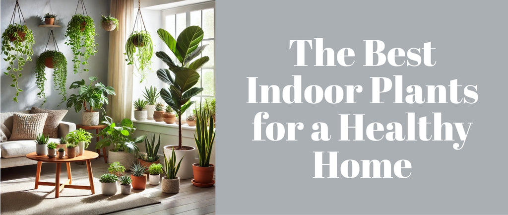 The Best Indoor Plants for a Healthy Home